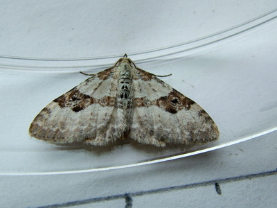 Silver-ground Carpet